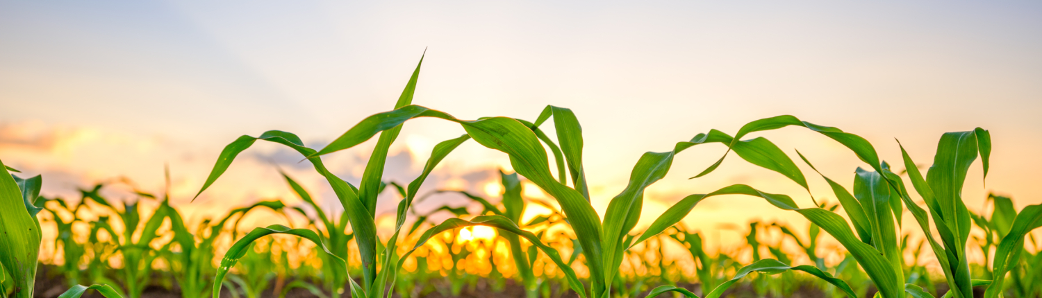 Green,Corn,Maize,Plants,On,A,Field.,Agricultural,Landscape